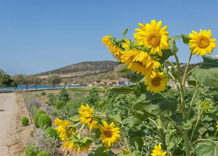 Villa Seaside Ktima Kaparos Paros